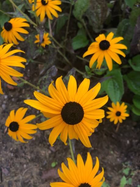 istock Group of black eyed Susan’s 1334917809