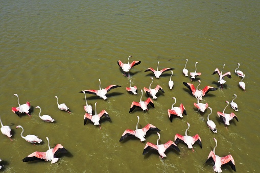 Aerial view of flamingos on Bafa Lake in Turkey