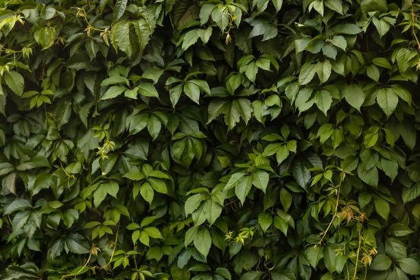 istock background green leaves decorative grapes in summer 1334922204