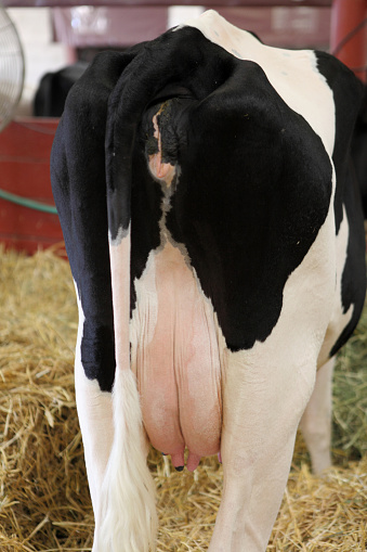 A holstein cow shot from the rear, showing a pink udder.