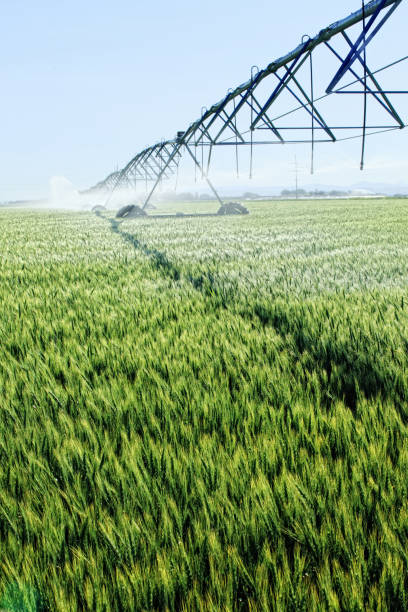 istock Agricultural center pivot sprinkler 1334926105