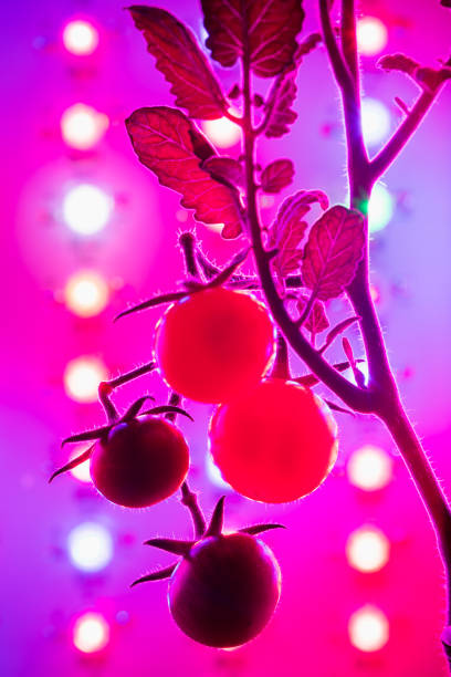 istock cherry tomato harvest under the led light grow lamp 1334926140