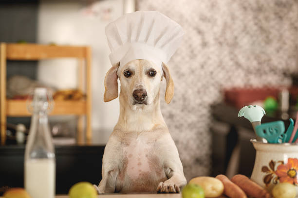 perro que se hace pasar por chef - pet clothing fotografías e imágenes de stock