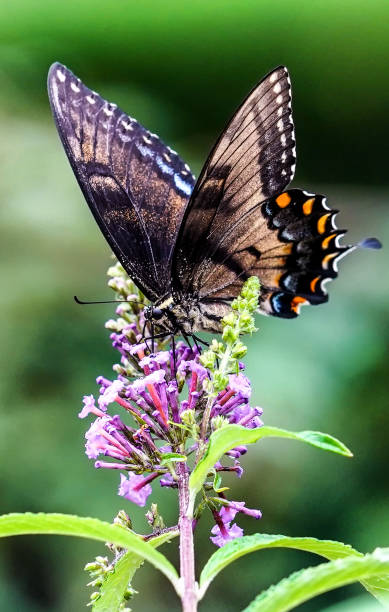 istock monarch Butterfly arrives on a backyard flower 1334934040