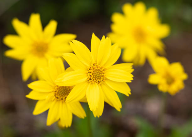 istock Yellow Daisy Bellis perennis in Bloom 1334936156