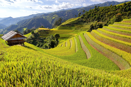 Terraced rice field in rice season in Sapa, Vietnam, soft focus