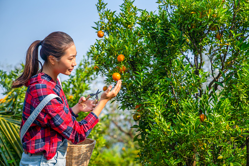 Smiling young Asian woman farmer working and inspect quality of ripe orange fruit on orange tree in organic orange orchard. Happy female garden worker preparing to harvest agriculture product for sell.