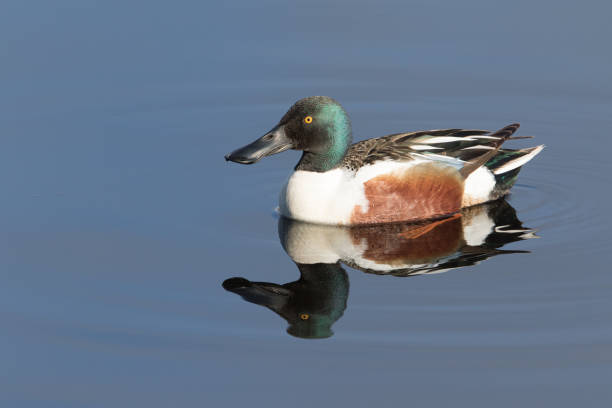 istock Northern Shoveler Drake in Alaska 1334939629