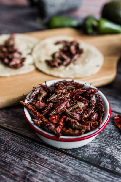 saltamontes o chapulines bocadillo. comida tradicional mexicana de oaxaca méxico - grillo fotografías e imágenes de stock
