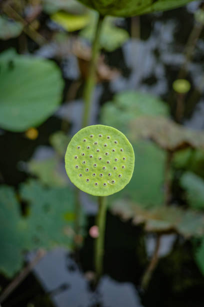 istock Beauty lotus flower 1334941778