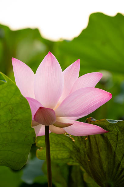istock blooming lotus flower at vertical composition 1334941900