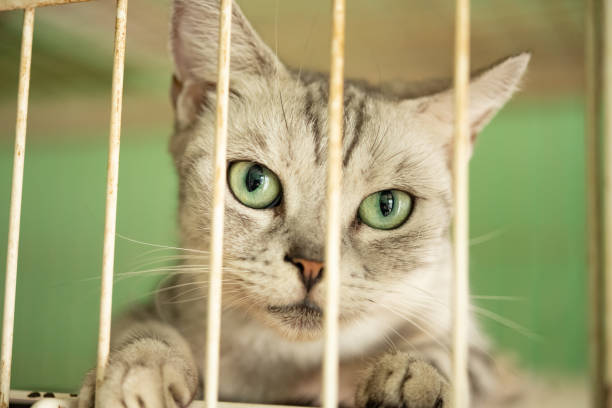 istock a cute cat with big eyes looking at the camera in a cage 1334942460