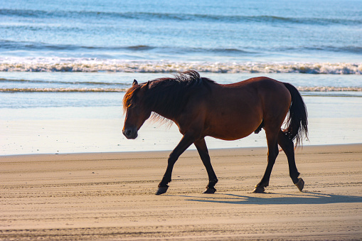 Spanish Mustang Horse Walking On Beach