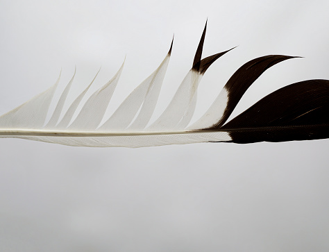 Feather on white background showing details and abstract shapes and patterns on natures finest flying machine.