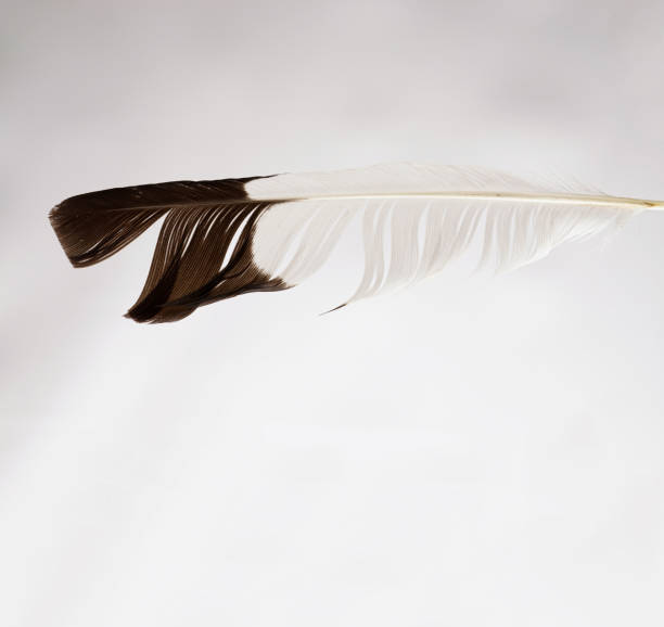 istock Feather on white background showing details and abstract shapes and patterns on natures finest flying machine. 1334943388