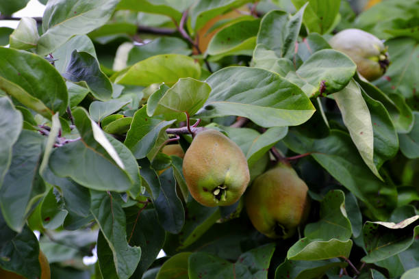 Bereczki-Quince, pear quince [Cydonia oblonga) on the tree before harvest in early summer The original homeland is in the Eastern Caucasus and Transcaucasus. Populations in Turkey, Iran, Turkmenistan, Syria, and Afghanistan may have resulted from long ago human dispersal. The first evidence of cultivated quince from the Caucasus dates back 4000 years, in Greece it is found from 600 BC, with the Romans from 200 BC. In Central Europe, it has been cultivated only since the 9th century, as a heat-loving plant there preferably in wine-growing areas. Quince seeds are used as a remedy for cracked skin, chapped lips, sore nipples, burns, bedsores and hemorrhoids. cydonia stock pictures, royalty-free photos & images