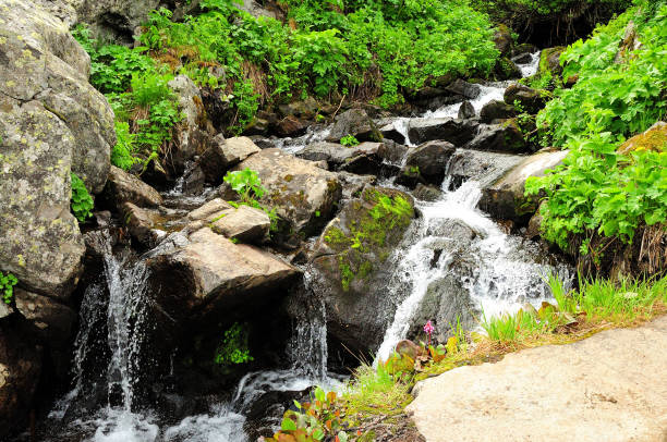 istock A small mountain stream flowing through bushes and stones into the valley. 1334947547