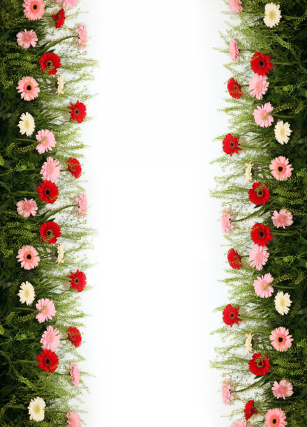 Gerberas are multicolored with green plants in the form of borders on both sides