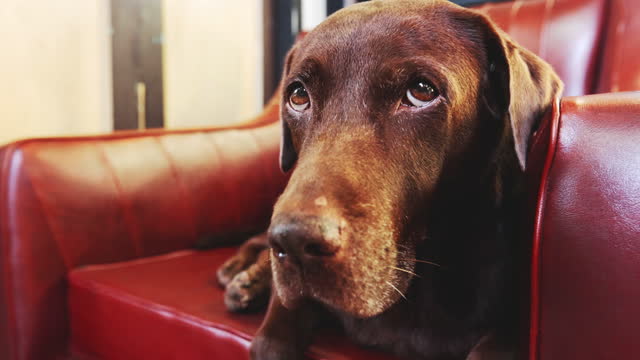 Funny dog chocolate Labrador retriever on owners sofa red color retro style at the home office looking at the camera boredom eyes . dog resting on the living room. background China door style with copy space. vivid color footage.BangkokThailand