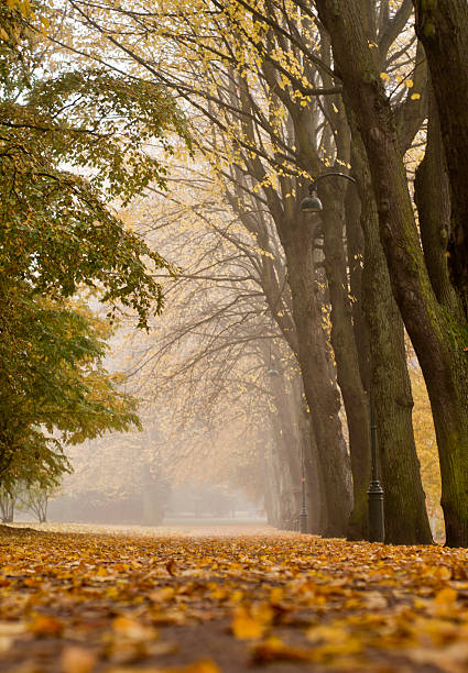 istock Park in the fog 133495371