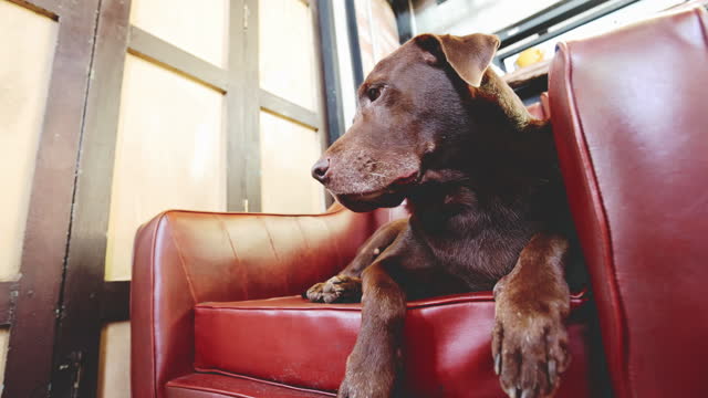 Funny dog chocolate Labrador retriever on owners sofa red color retro style at the home office looking at the camera boredom eyes . dog resting on the living room. background China door style with copy space. vivid color footage.BangkokThailand