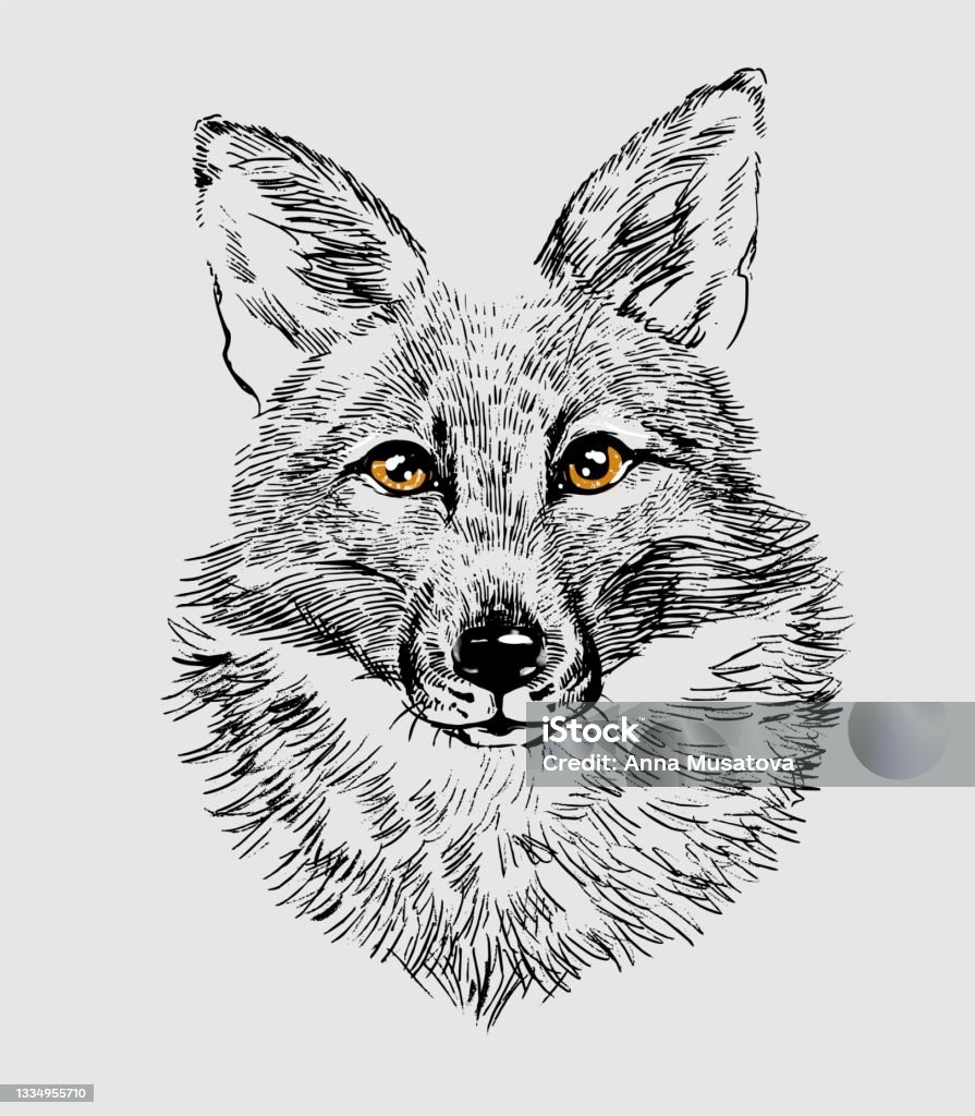 Ilustración de La Cabeza De Un Lobo Zorro Ilustración De Un Dibujo Dibujado A Mano Como Un Emblema O Logotipo y más Vectores Libres de Derechos de Coyote - iStock Ilustración de La Cabeza De Un Lobo Zorro Ilustración De Un Dibujo Dibujado A Mano Como Un Emblema O Logotipo y más Vectores Libres de Derechos de Coyote - iStock