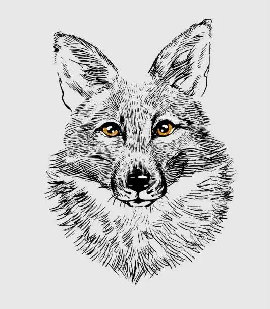 Vector illustration of The head of a fox wolf. Illustration a hand-drawn drawing, like an emblem or logo