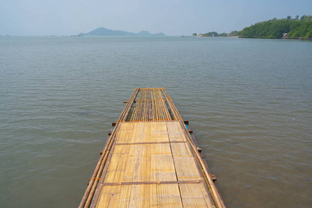 istock the charm of the mangrove forest 1334958285