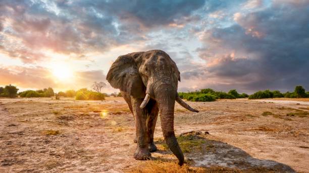 vista ravvicinata di un grande elefante africano maschio (loxodonta africana) in piedi sottoilluminazione al tramonto in savute, botswana. - riserva di savuti foto e immagini stock