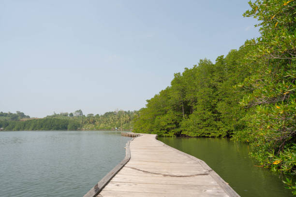 istock the charm of the mangrove forest 1334959283