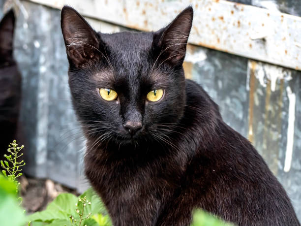 istock black cat in the garden among the grass 1334960209
