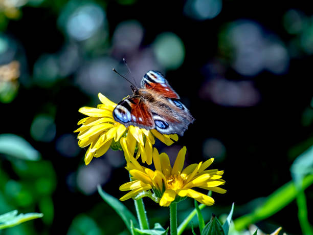 istock beautiful butterfly sits on a calendula flower 1334960220