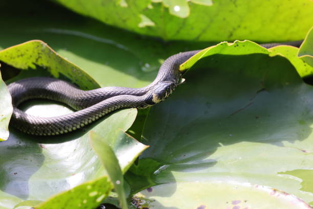 Grass snake, grass snake (Natrix natrix), on lily pad, Germany