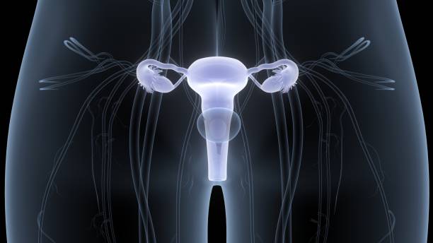istock Female Reproductive System Anatomy 1334962363