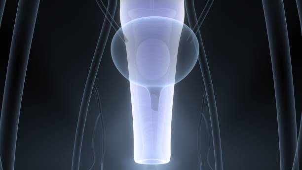 anatomie des weiblichen fortpflanzungssystems - vagina uterus human fertility x ray image stock-fotos und bilder