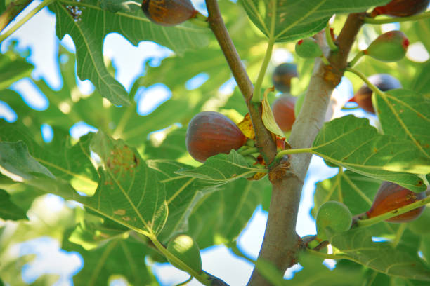 istock harvest: ripe figs. juicy fruits. fresh fruit from the tree 1334962380