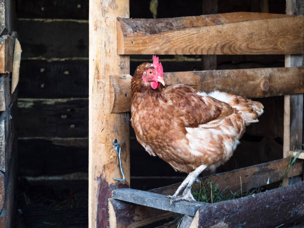 istock One red-haired hen is standing in the chicken coop 1334963238
