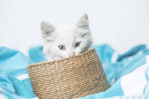 istock small white domestic kitten in basket  lying on bed with white blanket funny pose. cute adorable pet cat 1334964344