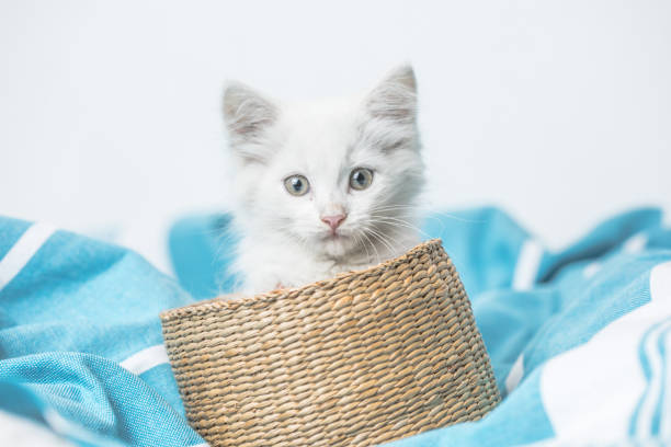 istock small white domestic kitten in basket  lying on bed with white blanket funny pose. cute adorable pet cat 1334964345