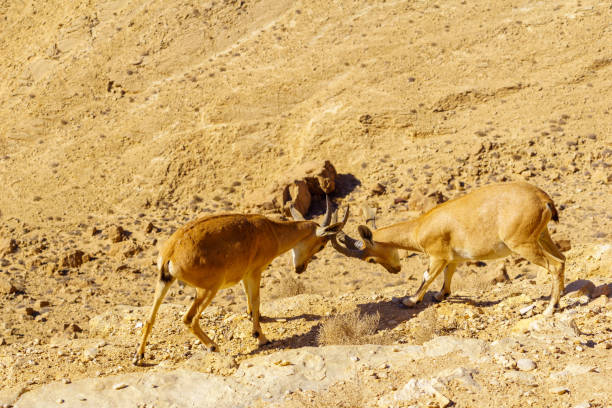 istock Pair of young Nubian Ibex practice fighting, Makhtesh (crater) Ramon 1334964446