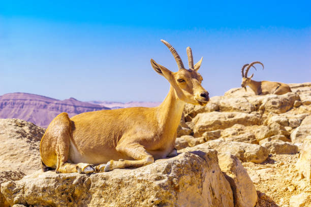 istock Female and male Nubian Ibex, Makhtesh (crater) Ramon 1334964968