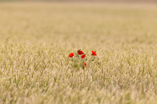 Flowering poppies standing out in a wheat field