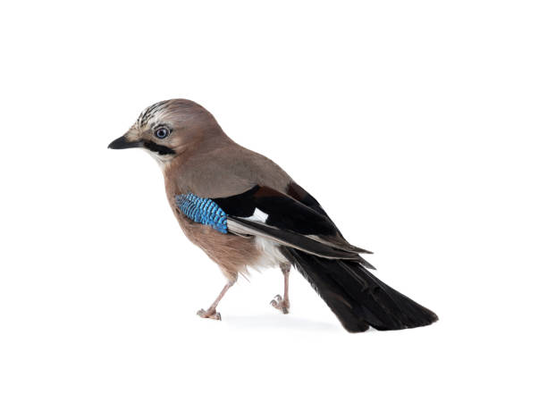 istock beautiful jay isolated on white background 1334968051
