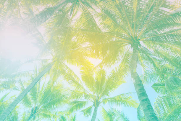 istock Abstract summer background, coconut tree background, tropical island 1334969290