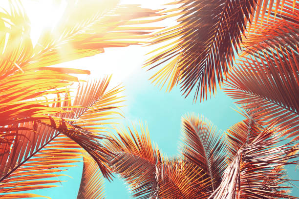 istock Tropical palm tree with sun light on sunset sky and cloud abstract background. Summer vacation and nature travel adventure concept. 1334970991