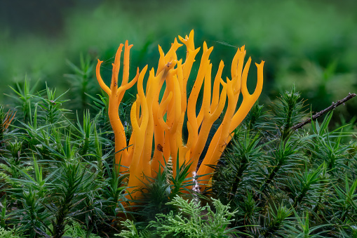 yellow sticky hornling ,Calocera viscosa, mushroom between leaves on the forest floor