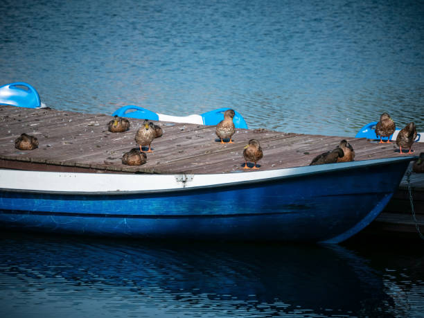 Ducks on a boat dock with a tethered boat on the lake