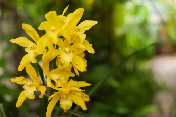 Yellow ground orchid(Cymbidium Golden Vanguard 'Emperor') in natural light, Nature background