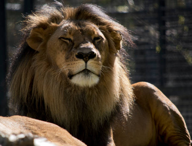 istock the lion has a thick tan and black mane 1334973838