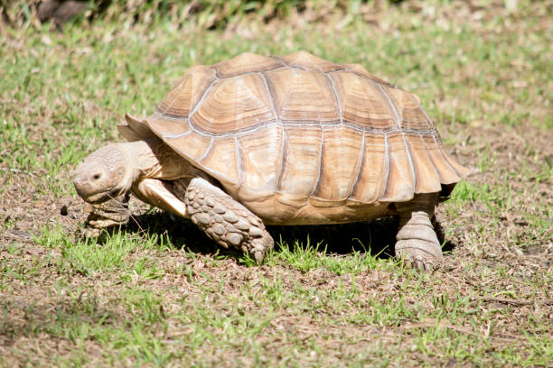 istock this is a side view of a African spurred tortoise 1334974016
